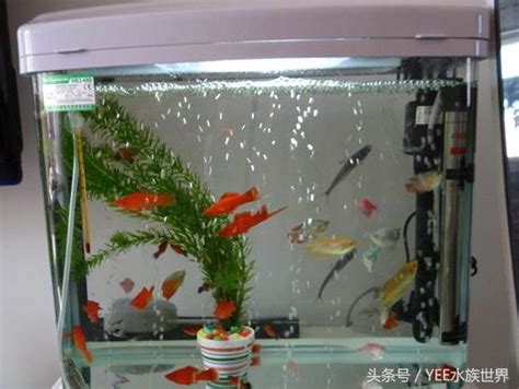 小魚缸可以養幾隻魚|魚缸養多少魚合適，這個公式告訴你，再也不用請教別。